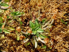 Plantago lanigera