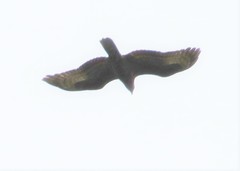 Stephanoaetus coronatus