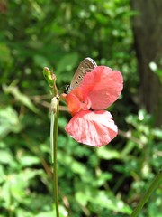 Macroptilium gracile