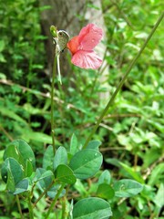 Macroptilium gracile