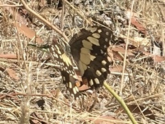 Papilio demoleus sthenelus