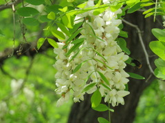 Robinia pseudoacacia