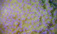 Montipora patula