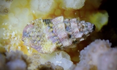 Cerithium atromarginatum