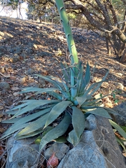 Agave guadalajarana