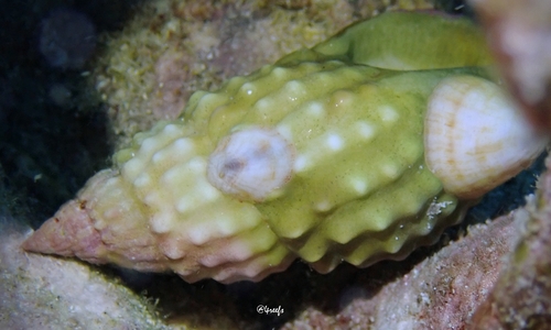 Nassarius observed 2022-01-30