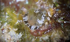 Pyuridae