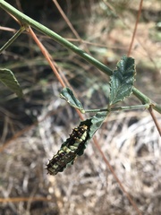 Papilio demoleus sthenelus