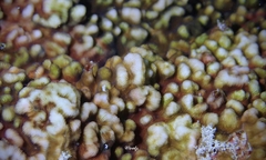 Leptoseris incrustans