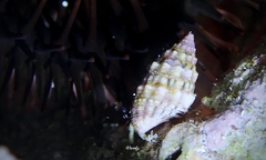 Cerithium atromarginatum