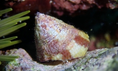 Trochus intextus
