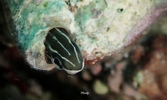 Plagiotremus goslinei