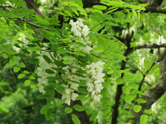 Robinia pseudoacacia