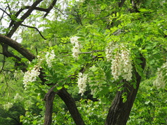 Robinia pseudoacacia