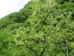 Robinia pseudoacacia