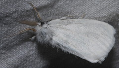 Euproctis melanosoma