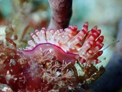 Coryphellina flamma