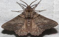 Hypobapta tachyhalotaria