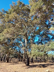 Quercus