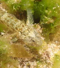 Bathygobius cocosensis