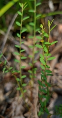 Phyllanthus virgatus