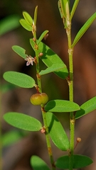 Phyllanthus virgatus