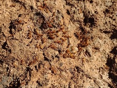 Solenopsis aurea