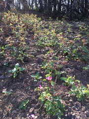 Rosa spithamea