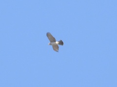 Accipiter cooperii