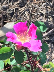 Rosa spithamea