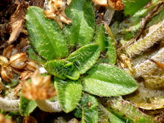 Plantago lanigera