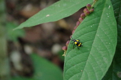 Lilioceris quadripustulata