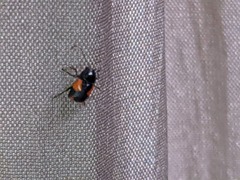 Cryptocephalus quadruplex