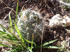 Mammillaria wrightii wilcoxii