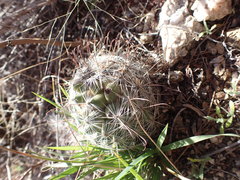 Mammillaria wrightii wilcoxii