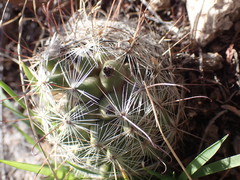 Mammillaria wrightii wilcoxii