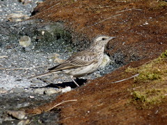 Anthus novaeseelandiae