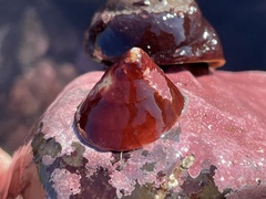 Acmaea