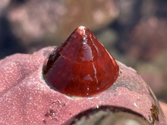 Acmaea