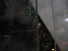 Quasithosea obliquistriga