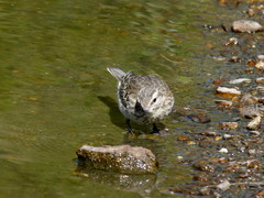 Anthus novaeseelandiae