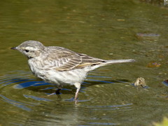 Anthus novaeseelandiae