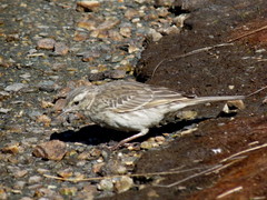 Anthus novaeseelandiae