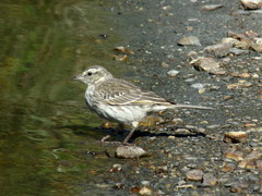 Anthus novaeseelandiae