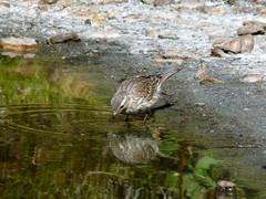 Anthus novaeseelandiae