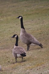 Branta canadensis moffitti