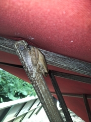 Polypedates leucomystax