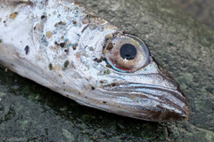 Merluccius productus