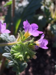 Phacelia suaveolens
