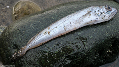 Merluccius productus